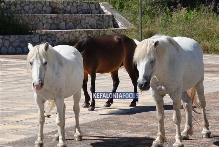 Τα άλογα του Αίνου (kefaloniafocus)