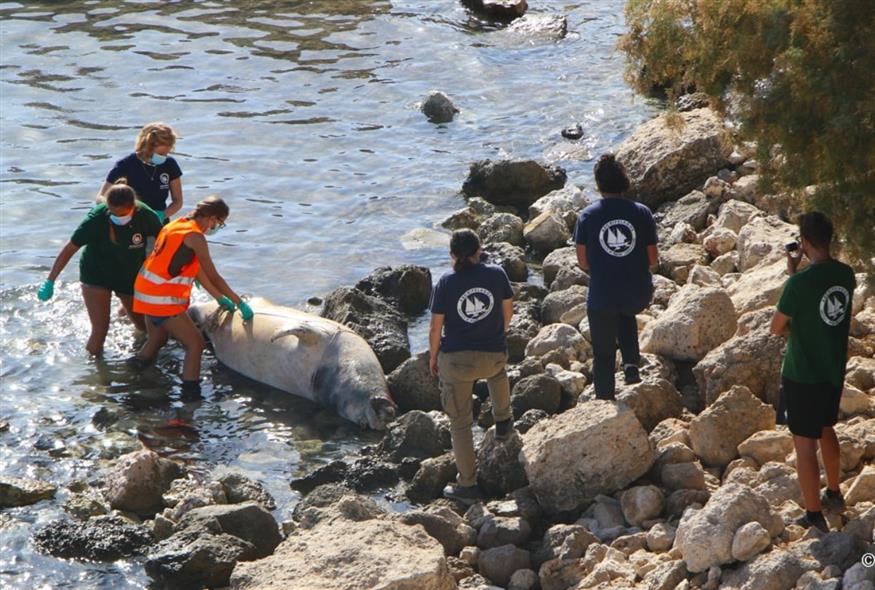 Νεκρή μεσογειακή φώκια στη Σάμο
