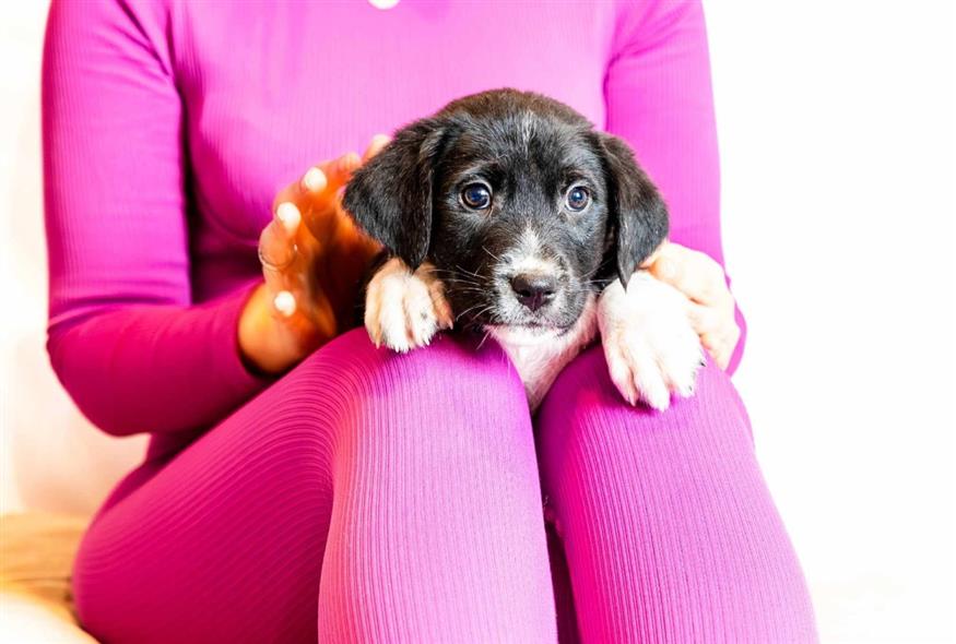 Adopt a Paw Today (Φωτογραφία: Νίκος Μπούντος/Adopt a Paw Today)