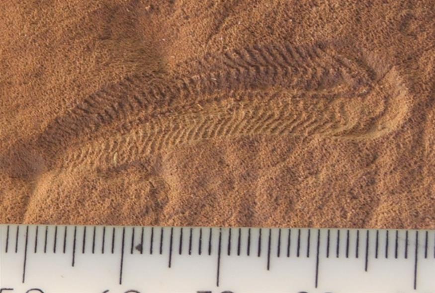 Spriggina floundersi