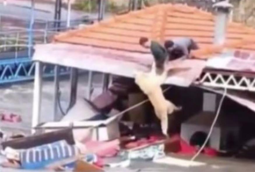Η διάσωση σκύλου στην Τουρκία