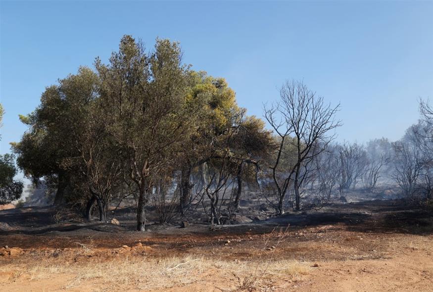Καμμένες εκτάσεις μετά από πυρκαγιά (INTIME)