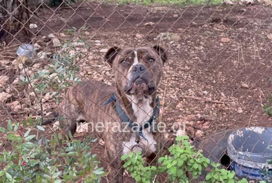 Φωτογραφία ντοκουμέντο με τον σκύλο (imerazante.gr)