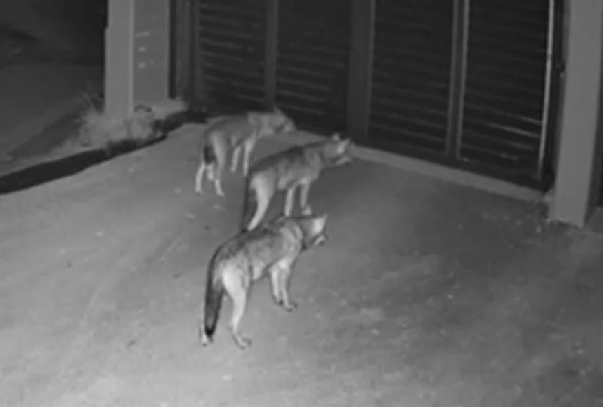 Οι τέσσερις λύκοι έξω από την οικία στο Πανόραμα