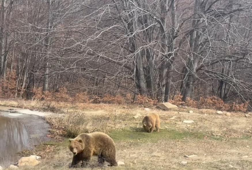 Αρκούδες (screenshot)