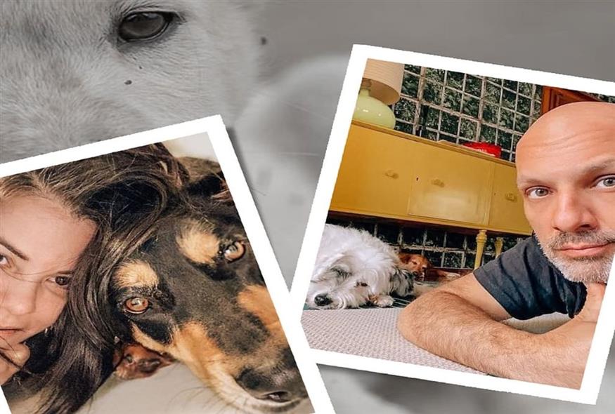 Παγκόσμια Ημέρα Αδέσποτων Ζώων: 10 Διάσημοι Έλληνες που έχουν προχωρήσει σε υιοθεσία