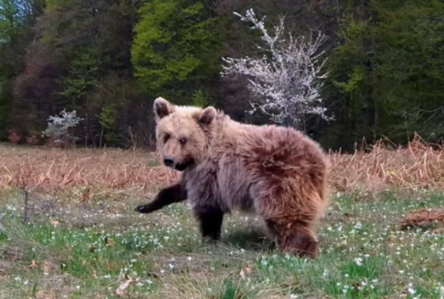 Η Κίρκη, η μικρή αρκούδα που περιέθαλψε ο Αρκτούρος (Screenshot/Facebook)
