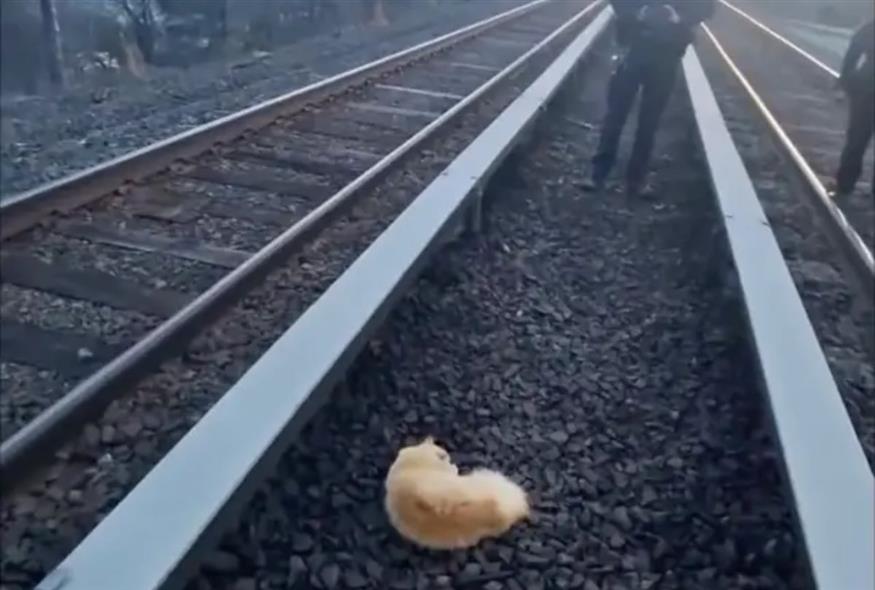 Στιγμιότυπο από το βίντεο της διάσωσης (Screenshot/Facebook)