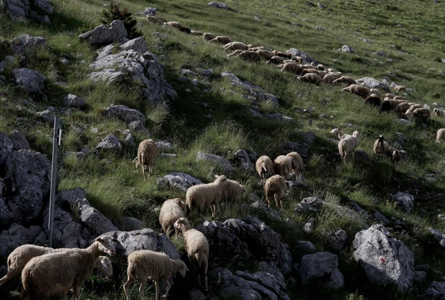 Φωτογραφία αρχείου (ΑΝΤΩΝΗΣ ΝΙΚΟΛΟΠΟΥΛΟΣ/EUROKINISSI)