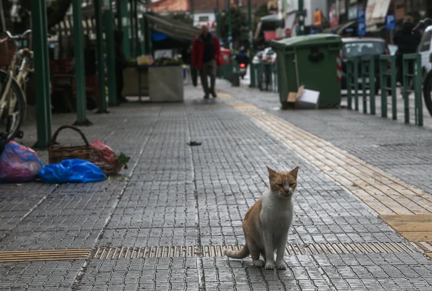 Γάτα (ΘΑΝΑΣΗΣ ΚΑΛΛΙΑΡΑΣ/EUROKINISSI)