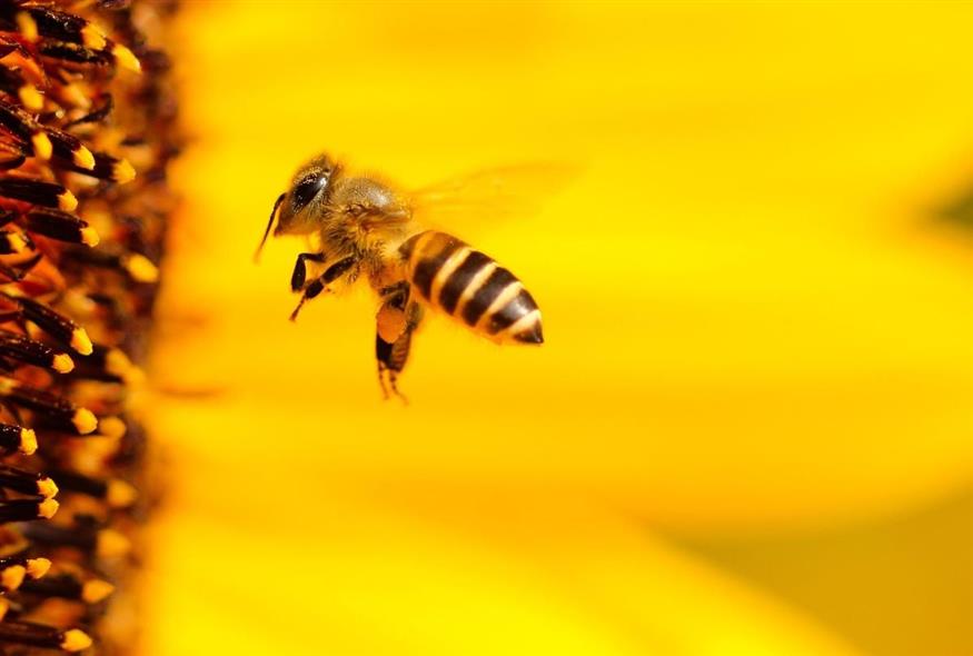 Μέλισσα (Pixabay)