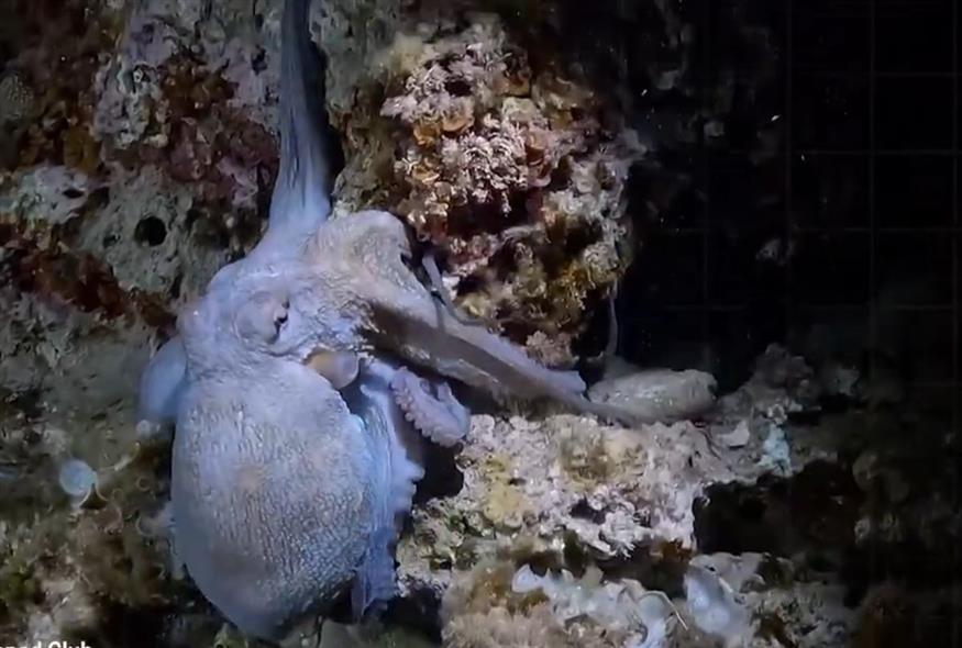 Χταπόδι ανέπτυξε ένατο πλοκάμι (Screenshot/X)