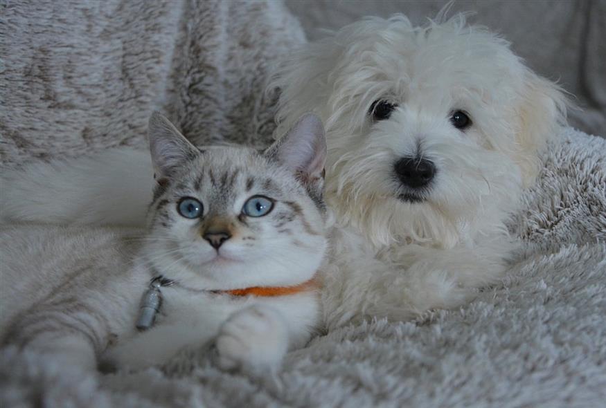 Μια γάτα και ένας σκύλος κάθονται μαζί (Pixabay)