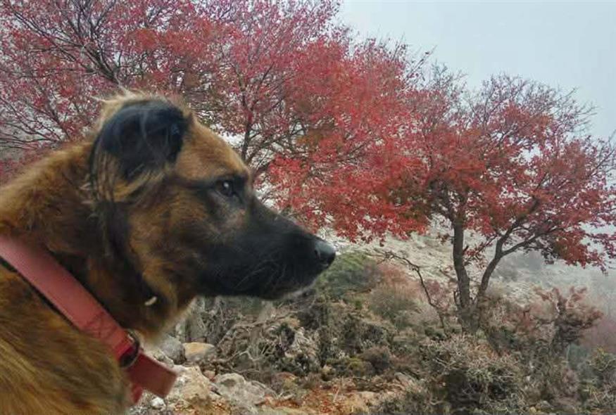 Η Μορένα (Facebook)