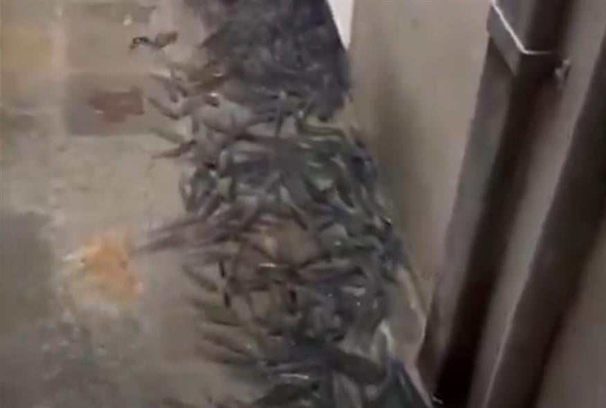 Στιγμιότυπο από το φαινόμενο (Screenshot/X)