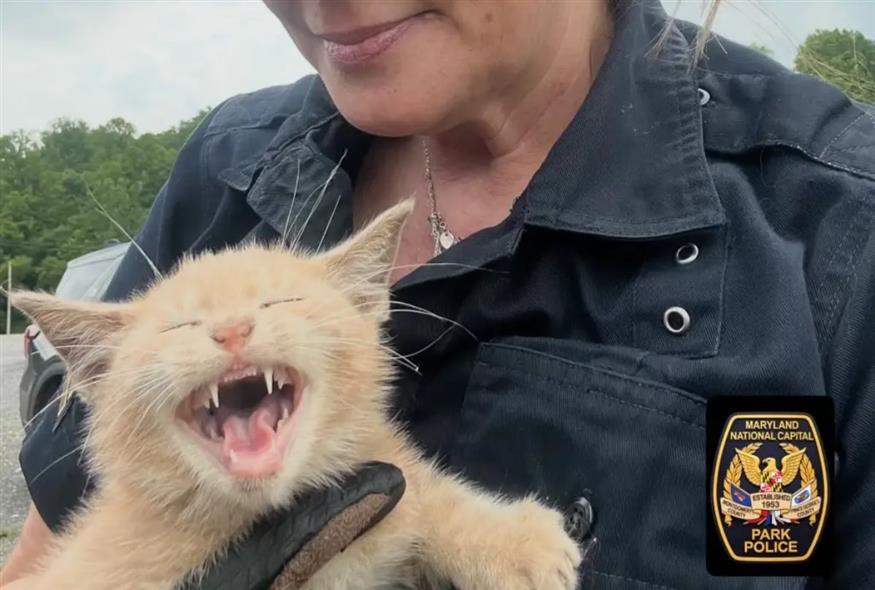 Η πορτοκαλί γάτα που έγινε viral (PG Park Police/Facebook)