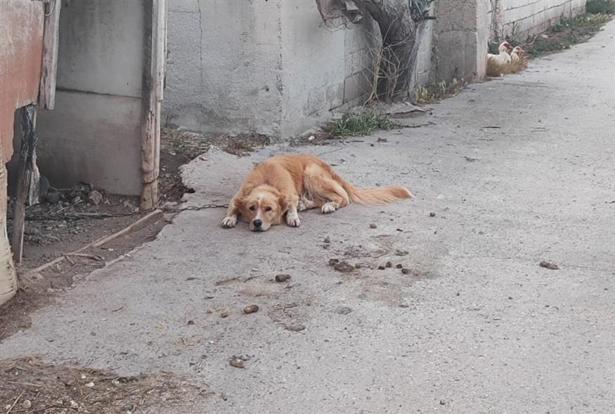 Παραμελημένα και κακοποιημένα ζώα στην Πάρο (Adopt a Paw Today)