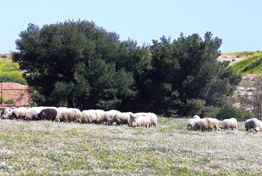 Πρόβατα - Φωτογραφία αρχείου (EUROKINISSI)