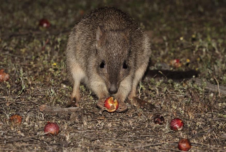 Μπετόνγκ (John Lawson / WWF-Australia)