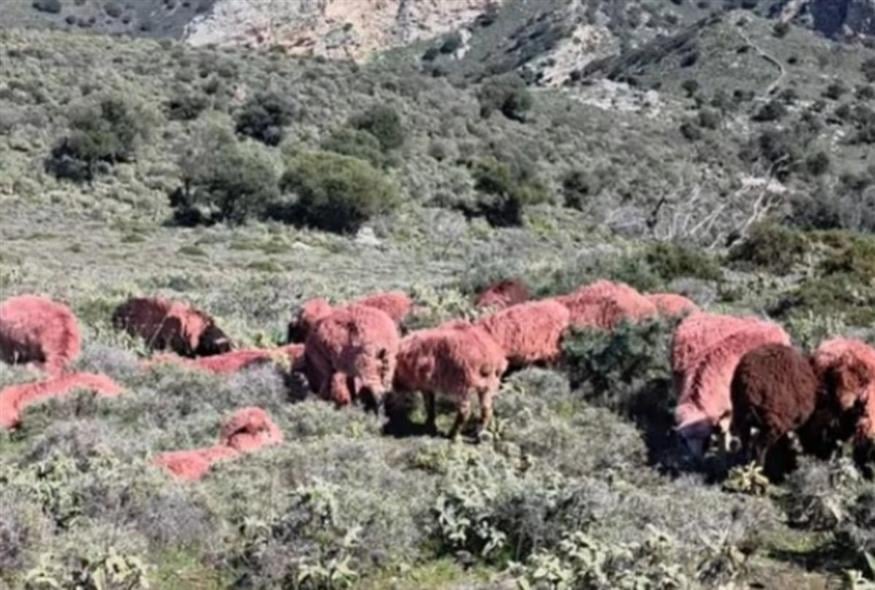 Κτηνοτρόφος στην Κρήτη