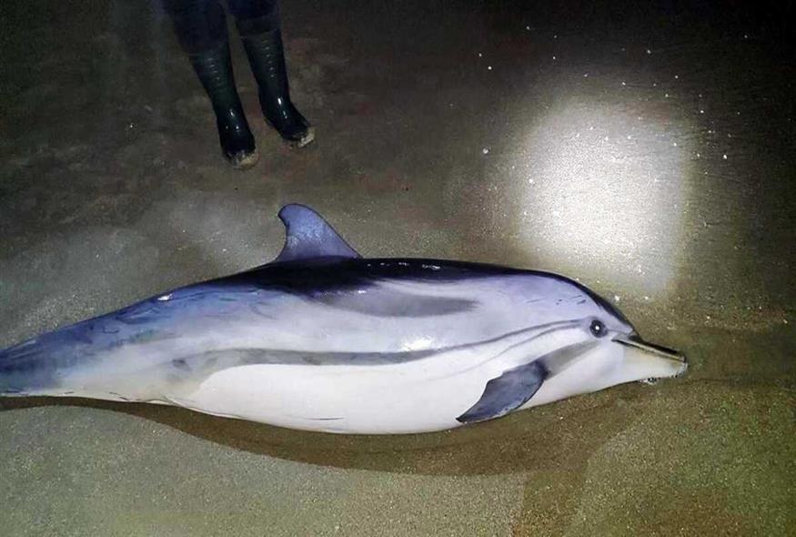Θλιβερές εικόνες στην Καβάλα: Νεκρό δελφίνι ξεβράστηκε σε παραλία (ΑΠΕ-ΜΠΕ)