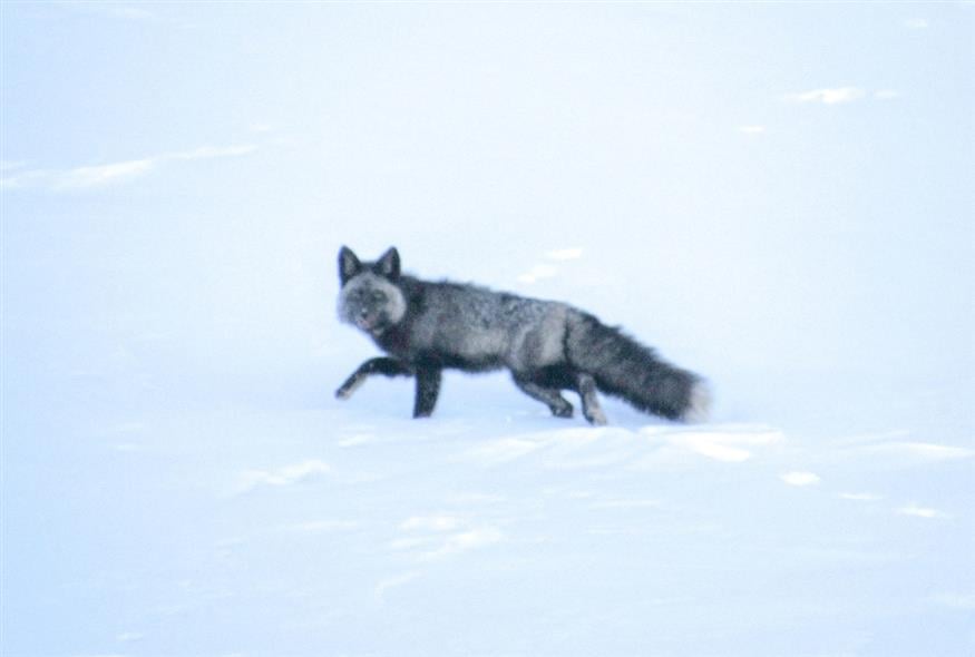 Φωτογραφία από την αλεπού (X)