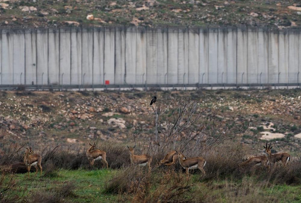 Εδώ και 20 χρόνια στη Δυτική όχθη ένα τείχος χωρίζει ισραηλινούς και παλαιστίνους