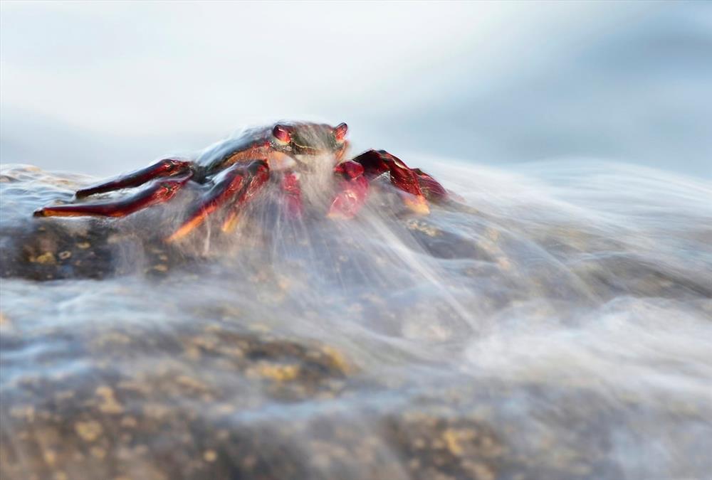 World Nature Photography Awards