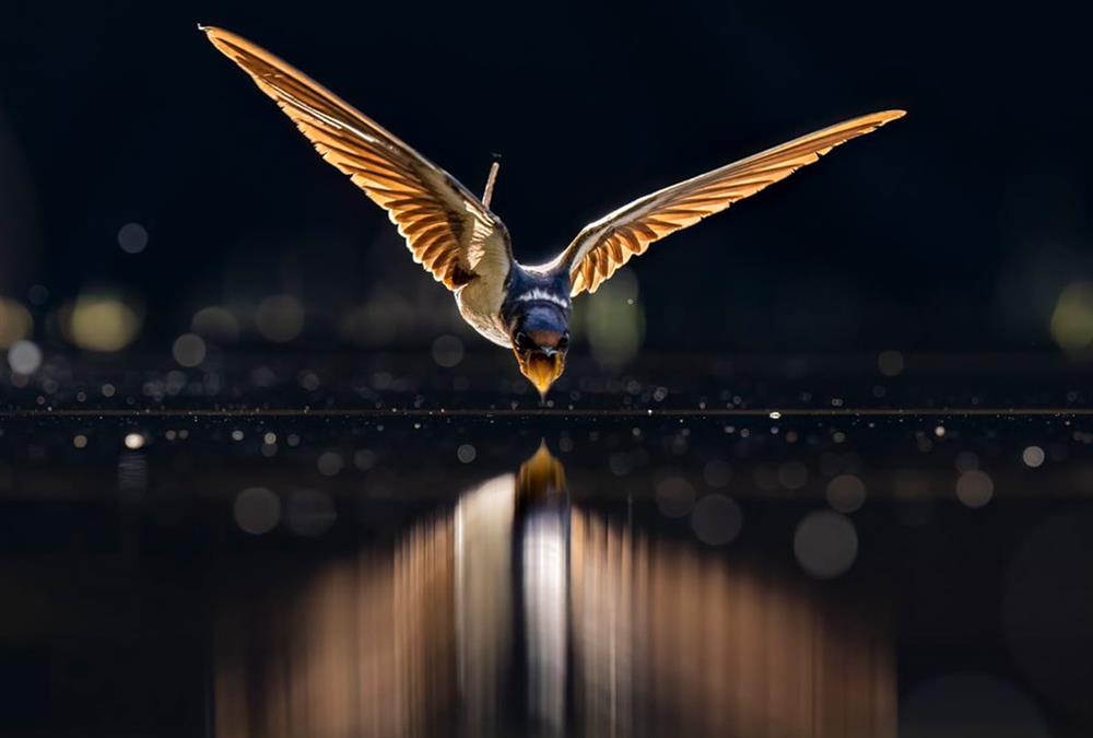World Nature Photography Awards