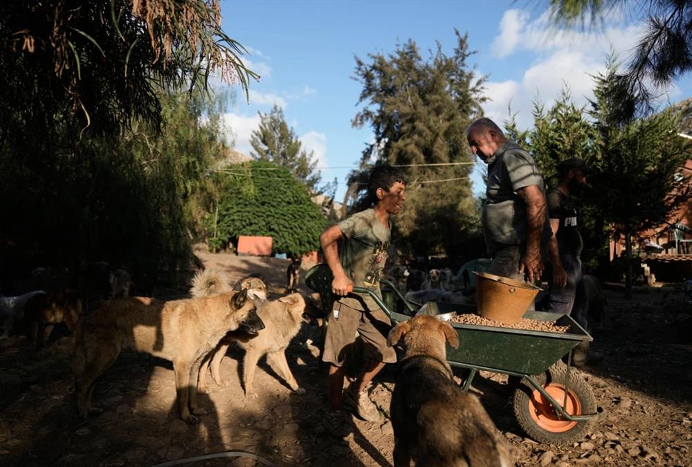 Όλες οι ζωές μετράνε: Ο άνθρωπος που σώζει τα ξεχασμένα ζώα του πολέμου στον νότιο Λίβανο