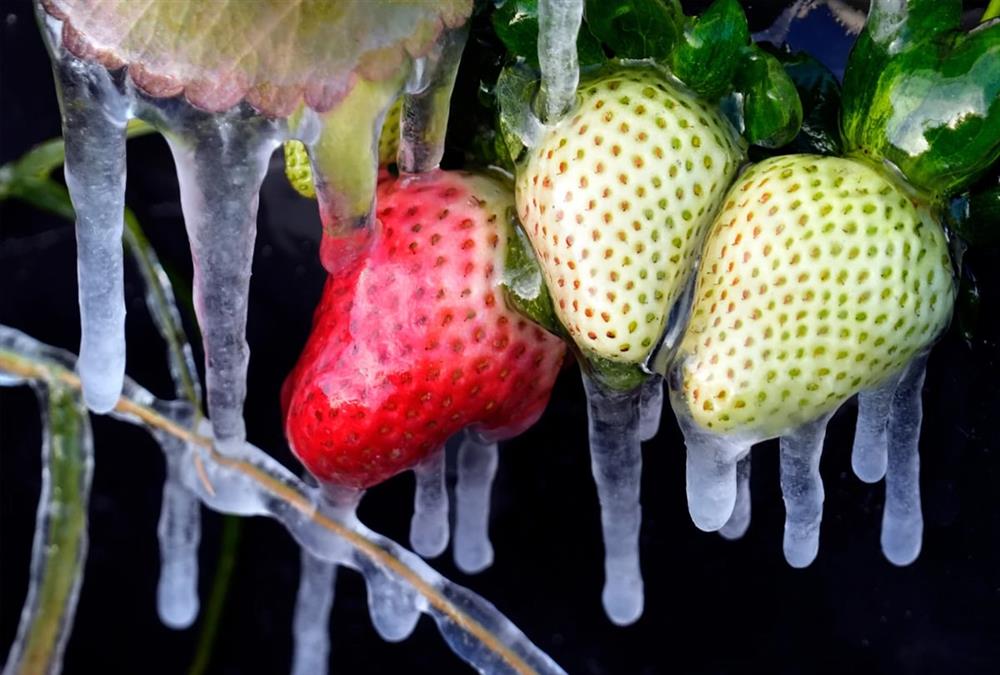 Στην «κατάψυξη» οι ΗΠΑ: Δεκάδες θάνατοι και χιλιάδες νοικοκυριά χωρίς ρεύμα από την πρωτοφανή ψυχρή εισβολή