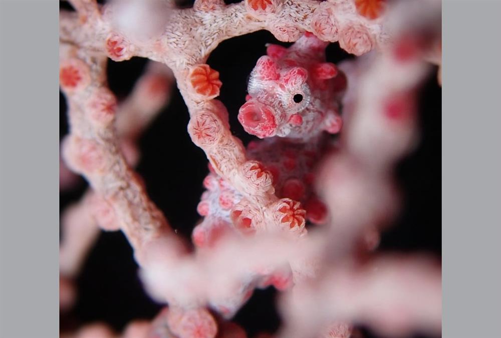 World Nature Photography Awards