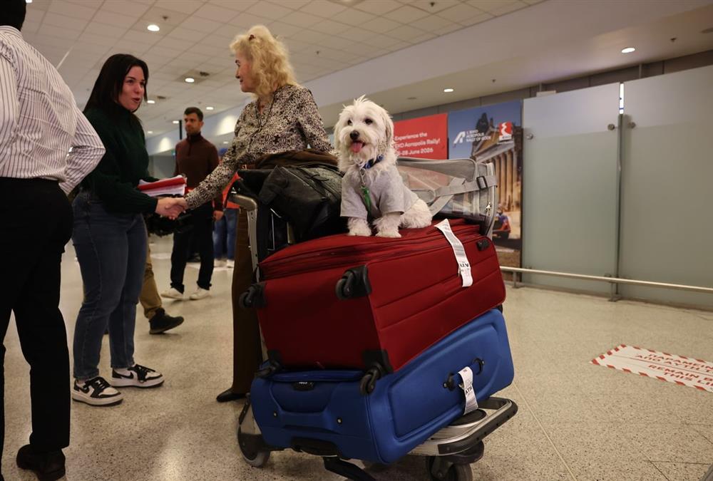 «Καταφέραμε το ακατόρθωτο»: Συγκινητικές στιγμές στο «Ελευθέριος Βενιζέλος» με τον επαναπατρισμό δεκάδων ζώων