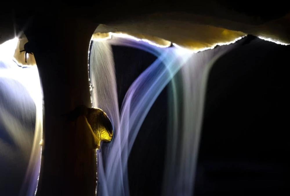 «Σώστε το σπίτι μας»: Αυτές είναι οι εντυπωσιακότερες φωτογραφίες άγριας ζωής