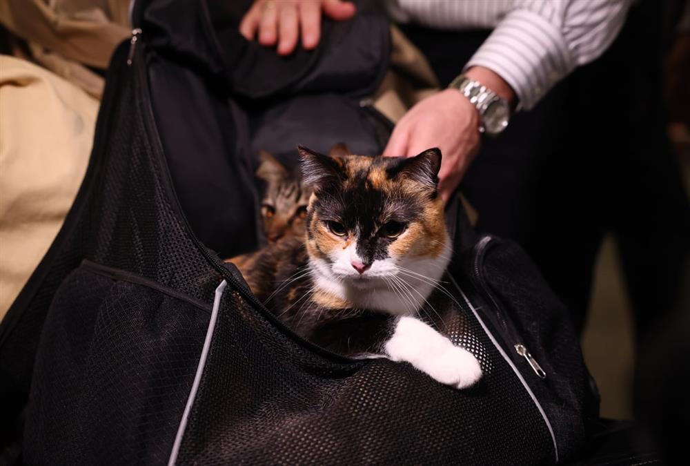 «Καταφέραμε το ακατόρθωτο»: Συγκινητικές στιγμές στο «Ελευθέριος Βενιζέλος» με τον επαναπατρισμό δεκάδων ζώων