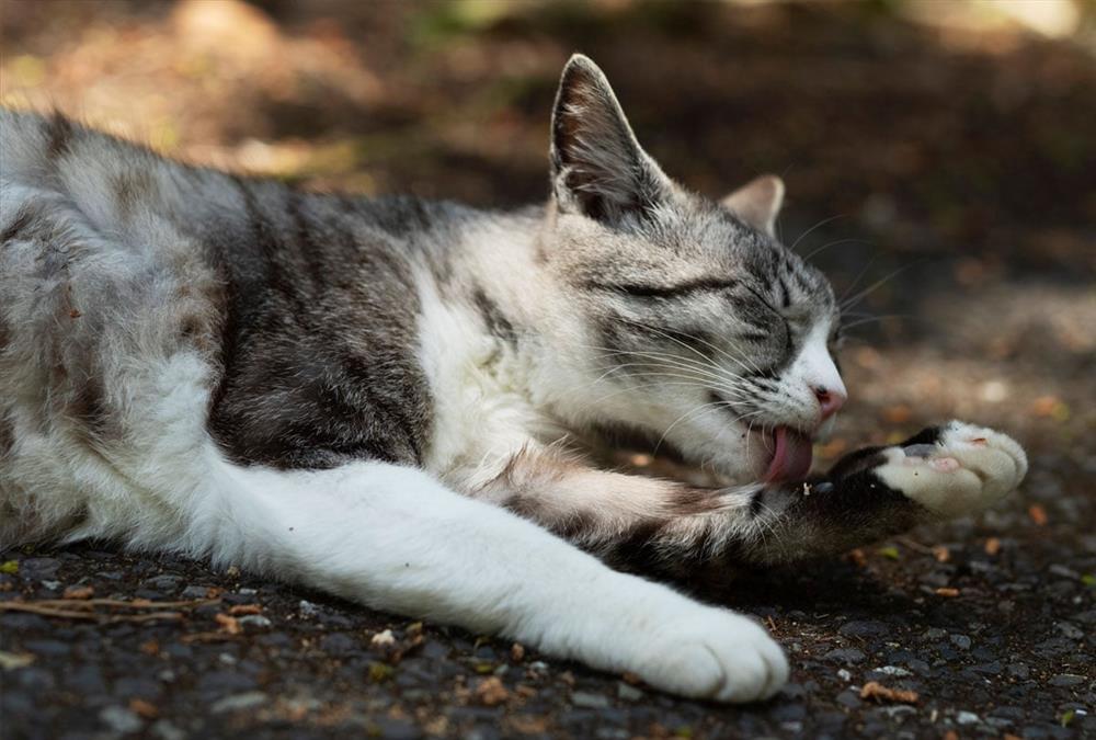 Τασιροτζίμα: Το Ιαπωνικό νησί όπου οι γάτες θεωρούνται ιερές και είναι περισσότερες από τους ανθρώπους