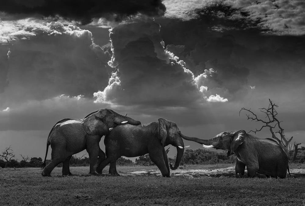 World Nature Photography Awards