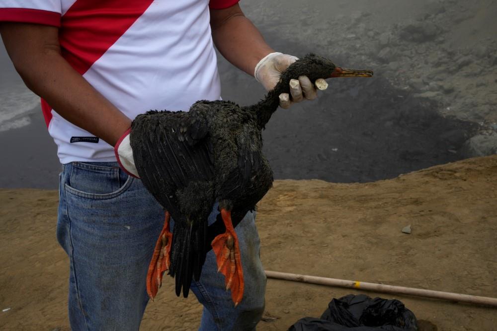 Περού: «Όλα βρωμάνε θάνατο» - Ανυπολόγιστη καταστροφή από τη διαρροή πετρελαίου