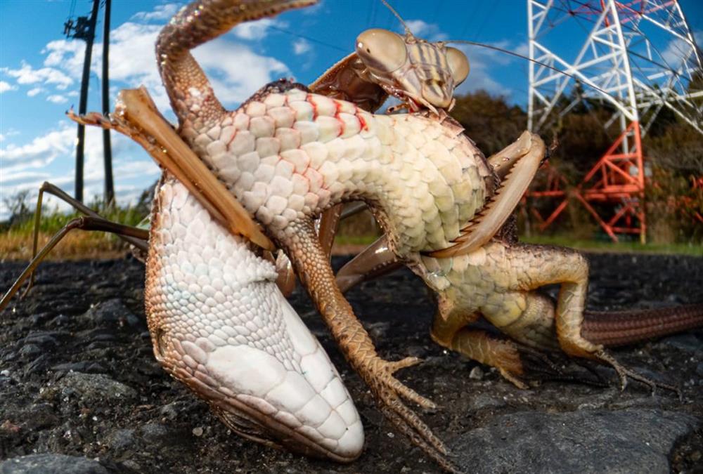 World Nature Photography Awards
