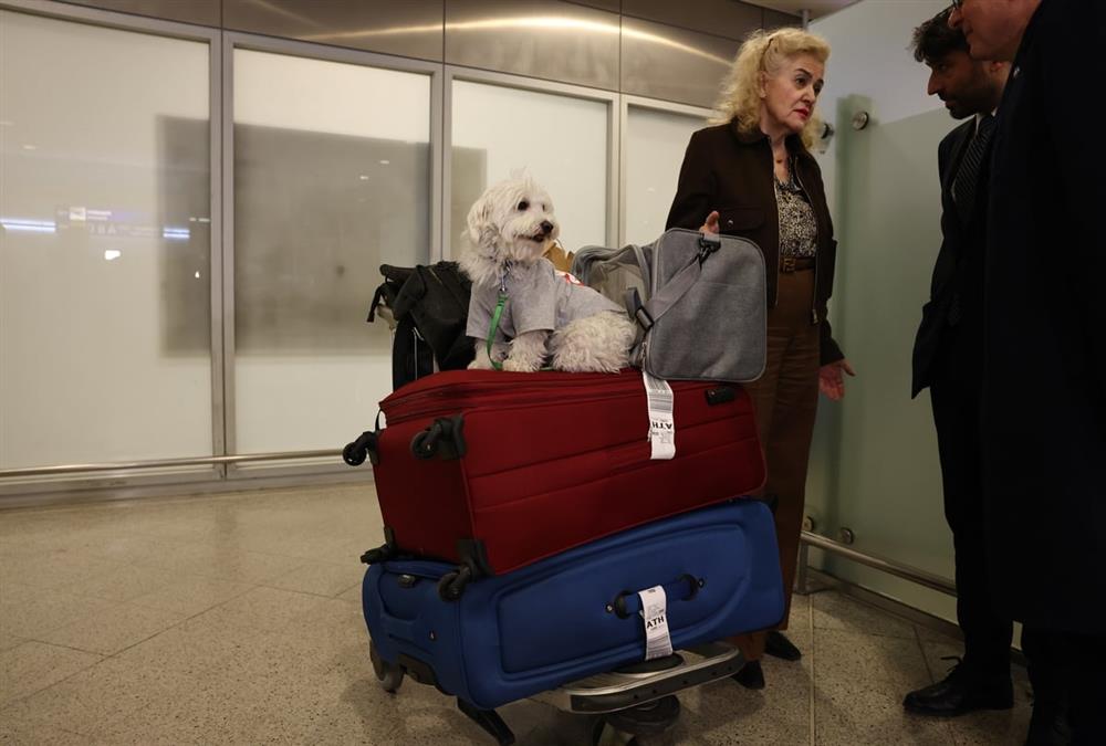 «Καταφέραμε το ακατόρθωτο»: Συγκινητικές στιγμές στο «Ελευθέριος Βενιζέλος» με τον επαναπατρισμό δεκάδων ζώων