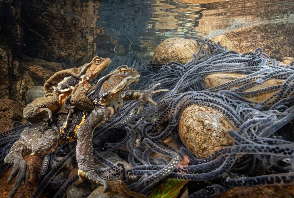 World Nature Photography Awards