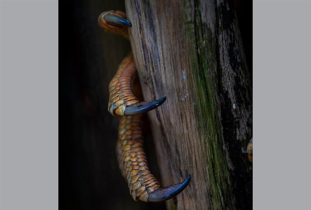 World Nature Photography Awards