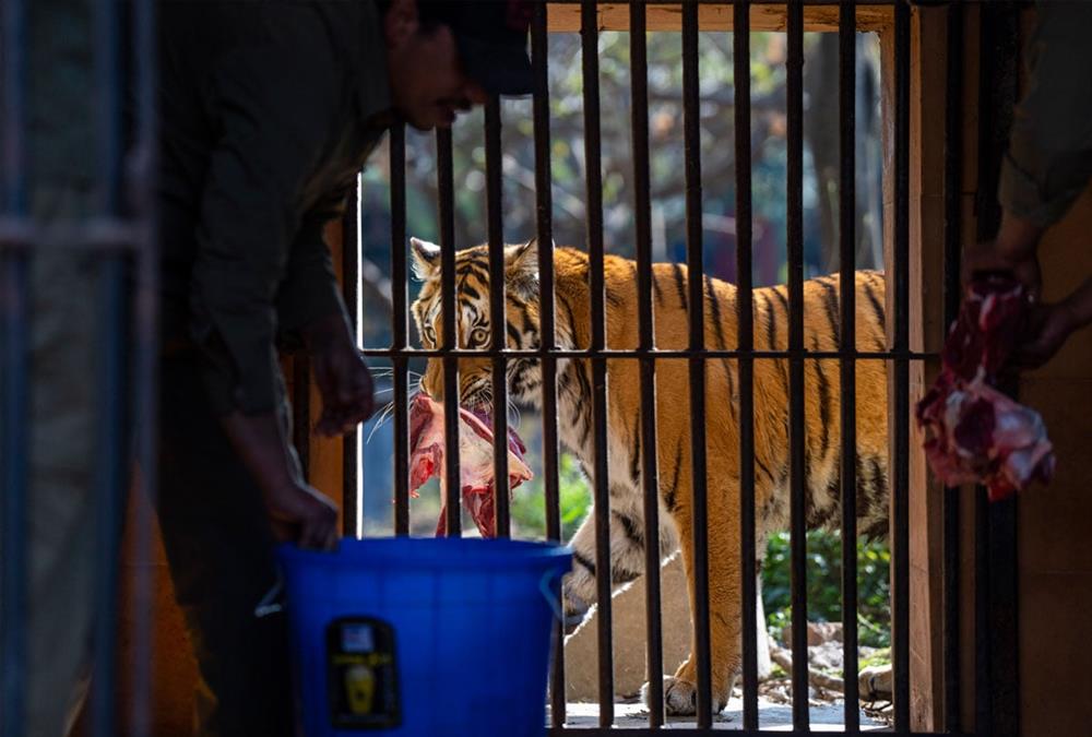 Ο μοναδικός ζωολογικός κήπος του Νεπάλ που ξεκίνησε ως ιδιωτική συλλογή και φιλοξενεί περισσότερα από 1.100 ζώα
