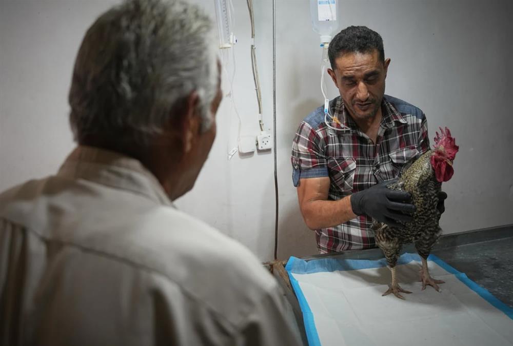 Τα «κρυφά» θύματα του πολέμου στη Γάζα - Ζώα αργοπεθαίνουν από σοβαρές ελλείψεις σε φάρμακα και τροφές