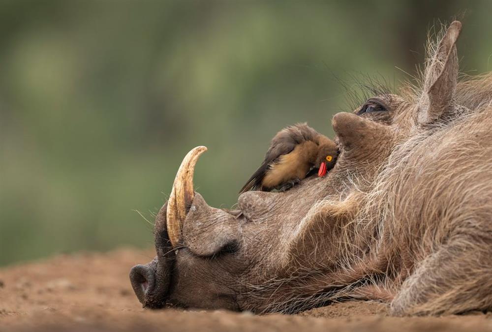 World Nature Photography Awards