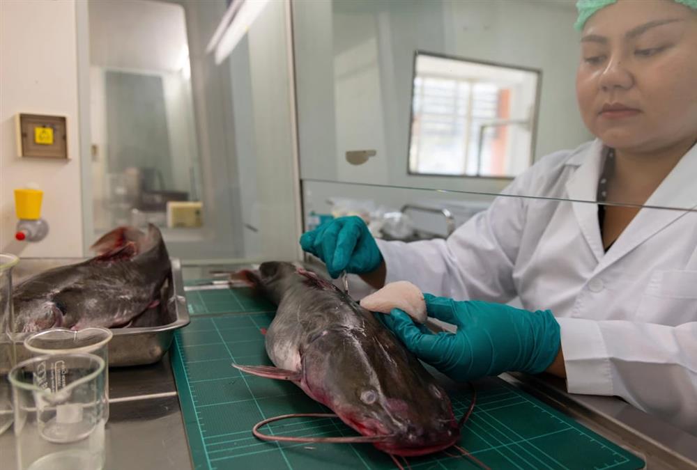 Ταϊλάνδη: Οικολογική βόμβα στον ποταμό Μεκόνγκ από τα τοξικά ορυχείων - Η ρύπανση απειλεί εκατομμύρια ανθρώπους