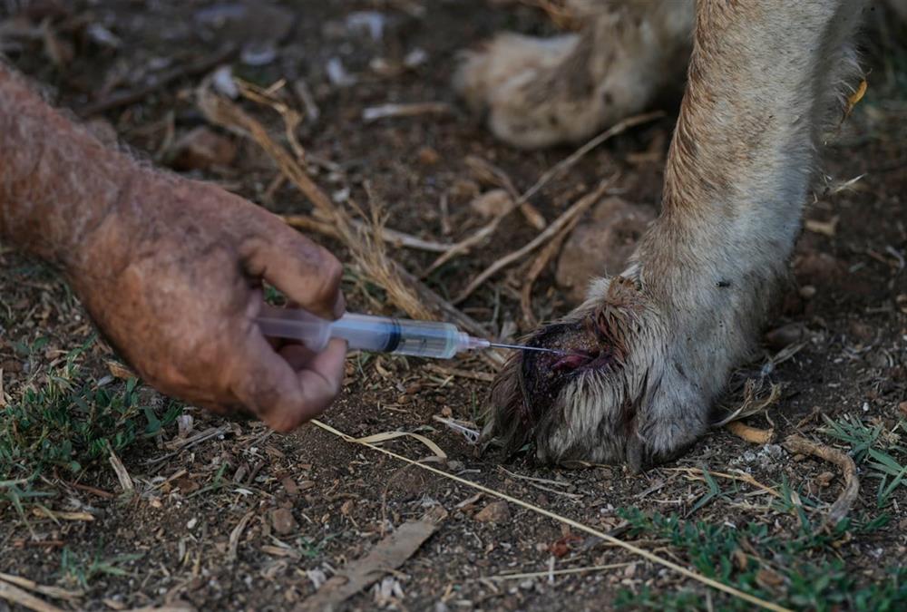 Όλες οι ζωές μετράνε: Ο άνθρωπος που σώζει τα ξεχασμένα ζώα του πολέμου στον νότιο Λίβανο
