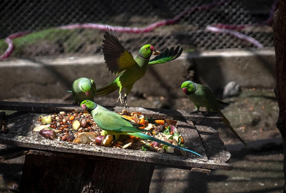 Ο μοναδικός ζωολογικός κήπος του Νεπάλ που ξεκίνησε ως ιδιωτική συλλογή και φιλοξενεί περισσότερα από 1.100 ζώα