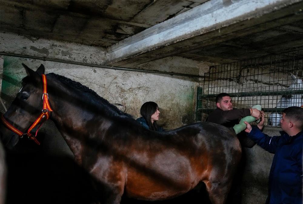 Εικόνες που «κόβουν» την ανάσα: Στην Ισπανία, κάθε χρόνο, άλογα περνάνε μέσα από φλόγες!