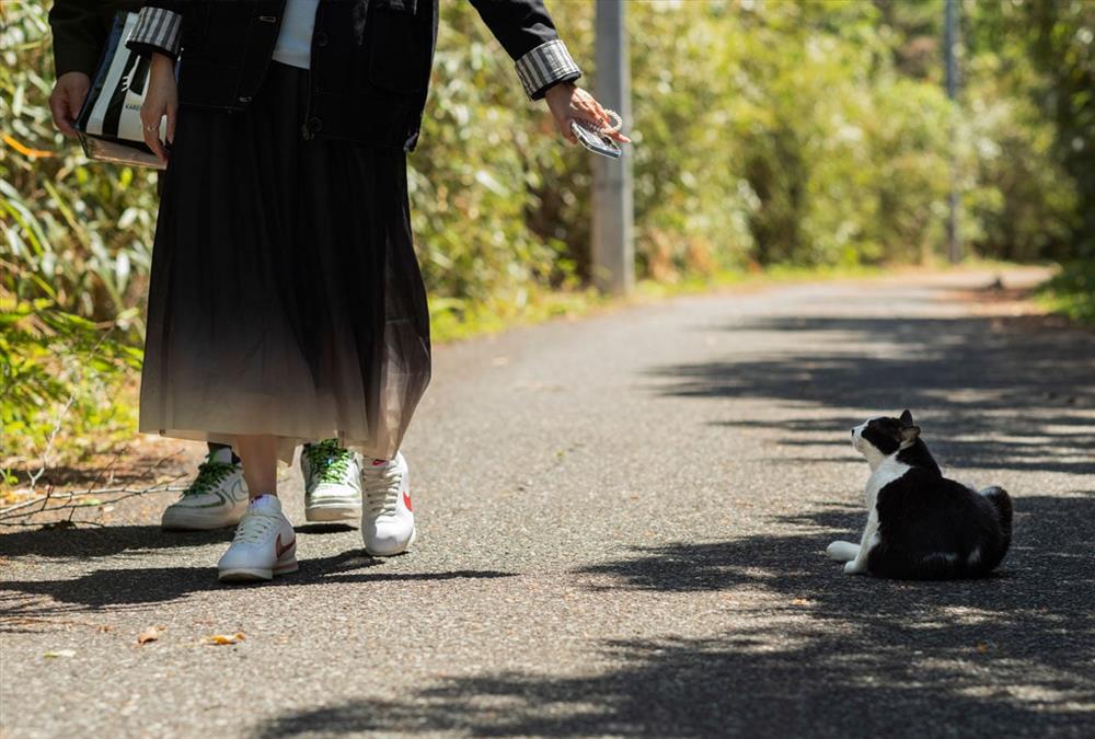 Τασιροτζίμα: Το Ιαπωνικό νησί όπου οι γάτες θεωρούνται ιερές και είναι περισσότερες από τους ανθρώπους